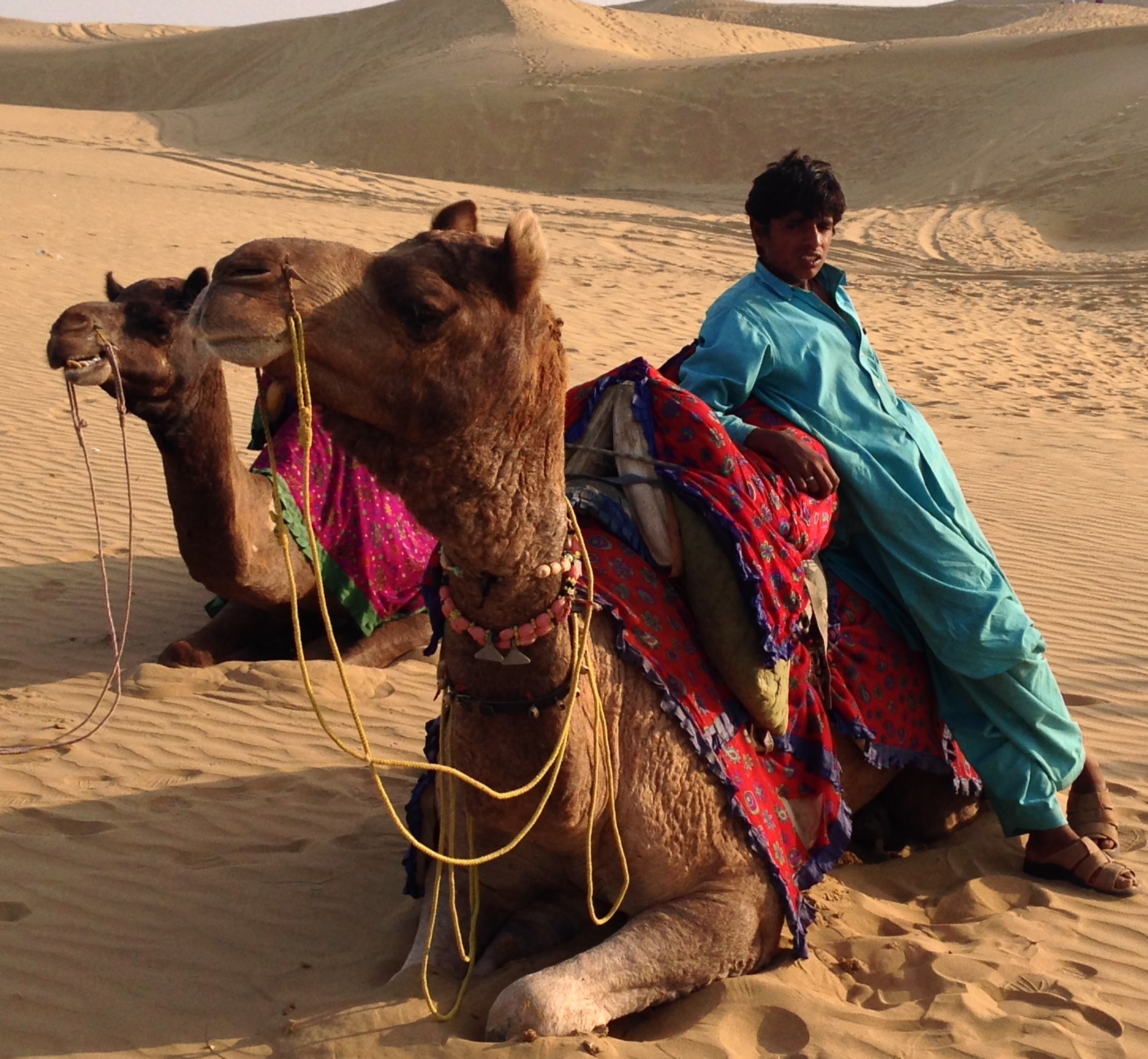 Camels plus Driver in the Jaisalmer Desert