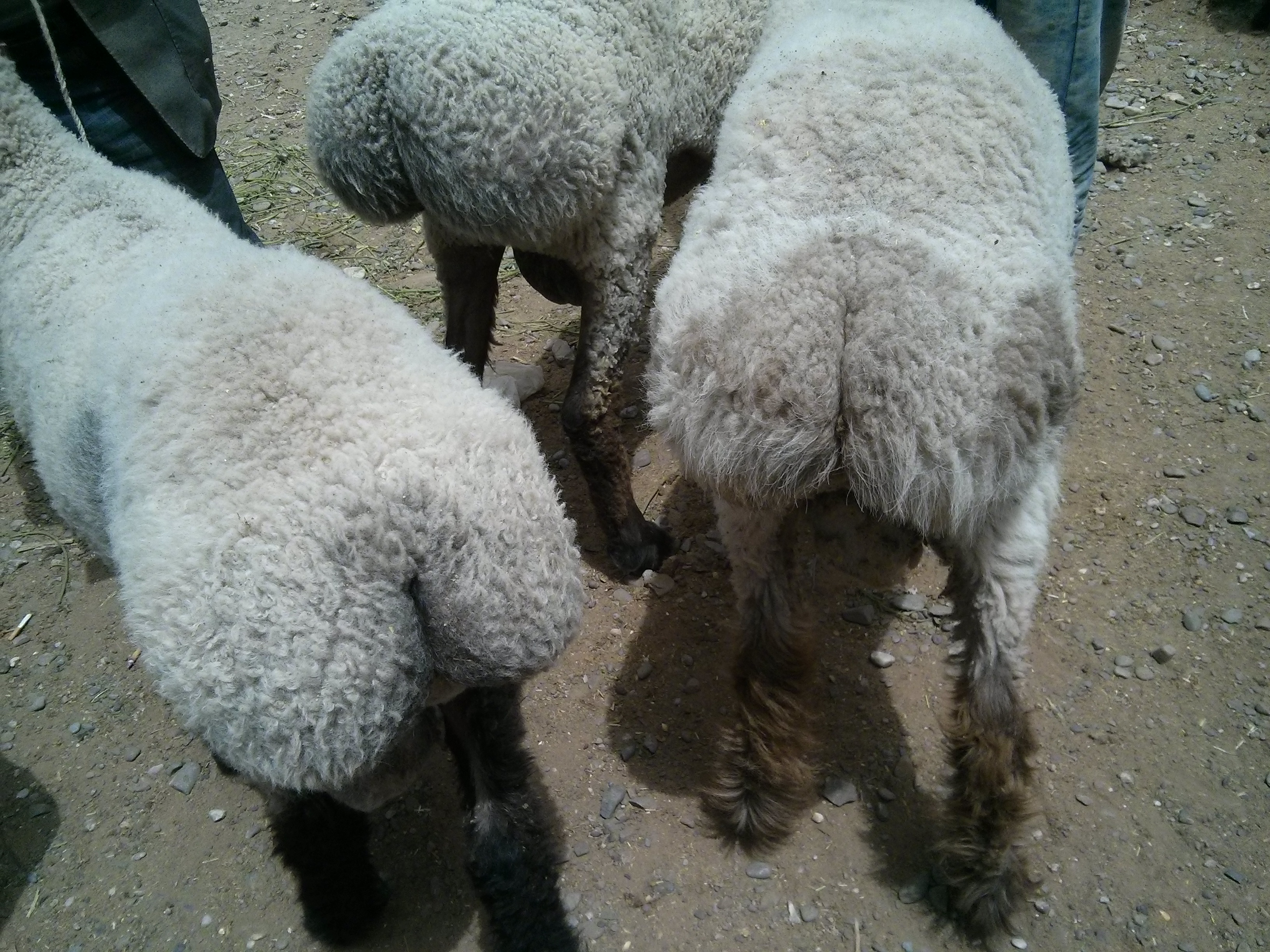 Fat bottom sheep at the Kashgar Sunday Market