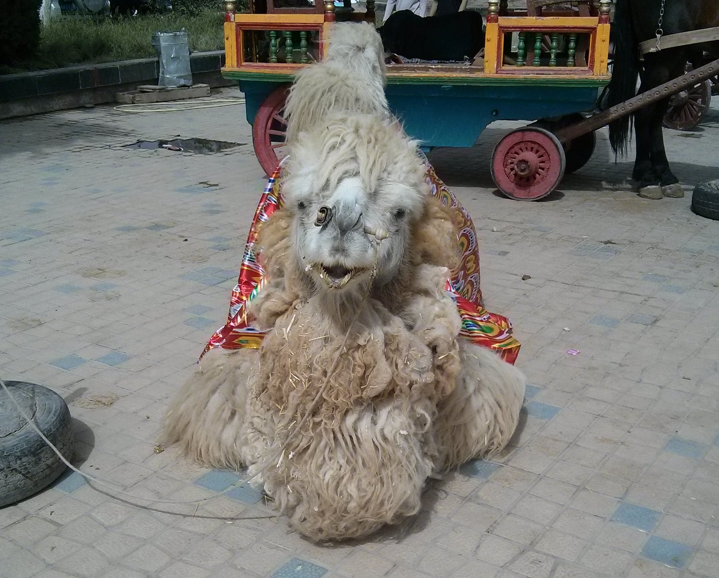 Camel in Kashgar square